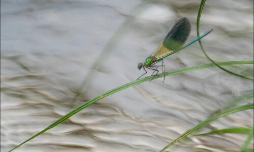 Exposition de photographies par l&rsquo;Atelier Photographique de Villers-sur-Mer